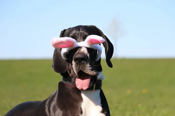 Funny Head Portrait Great Dane Easter Bunny Ears Slipping Head — Stock Photo, Image