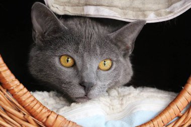 Güzel gri Kartacalı kedi yavrusu söğüt sepetinde yatıyor.