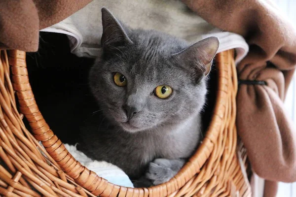Beautiful Gray Carthusian Kitten Lying Willow Basket — Stock Photo, Image