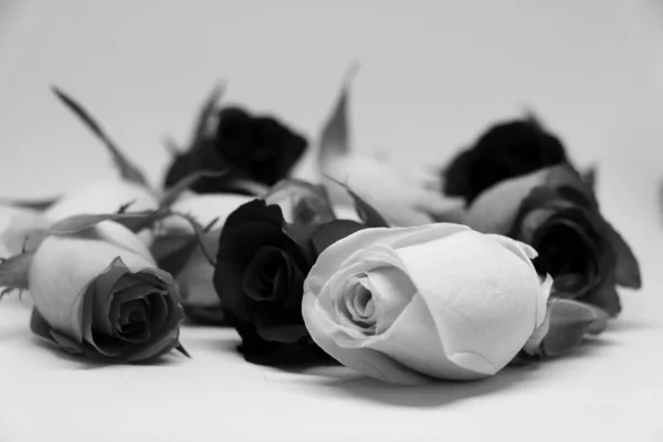 一堆堆玫瑰在黑白演播室里 — 图库照片
