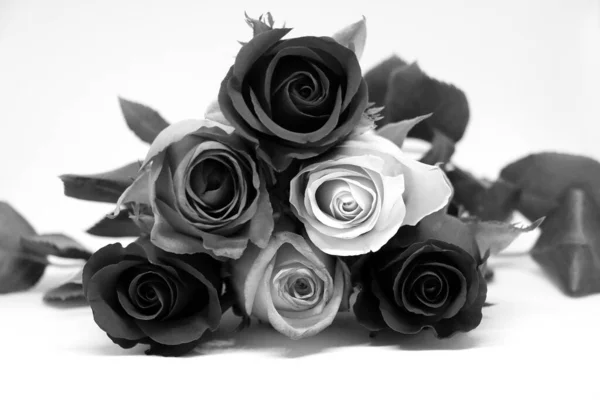 Sterta Róż Studio Czarno Białym — Zdjęcie stockowe