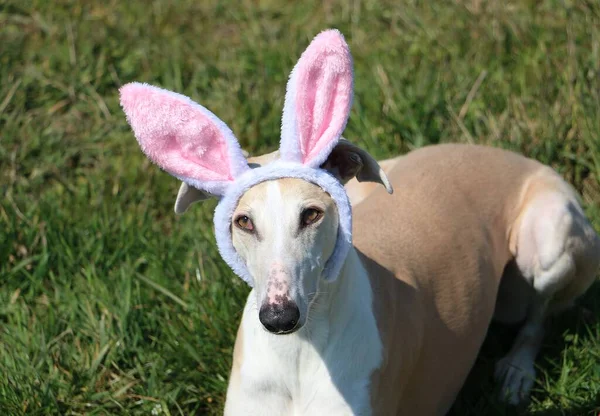 Beau Portrait Tête Galgo Dans Jardin Avec Des Oreilles Lapin — Photo