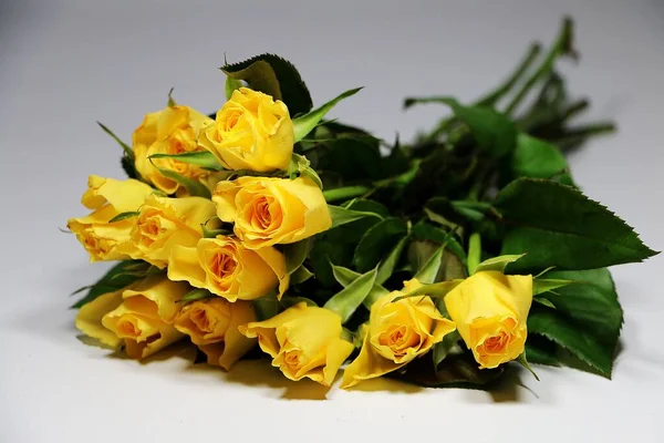 Strauß Gelber Rosen Liegen Weißen Atelier — Stockfoto