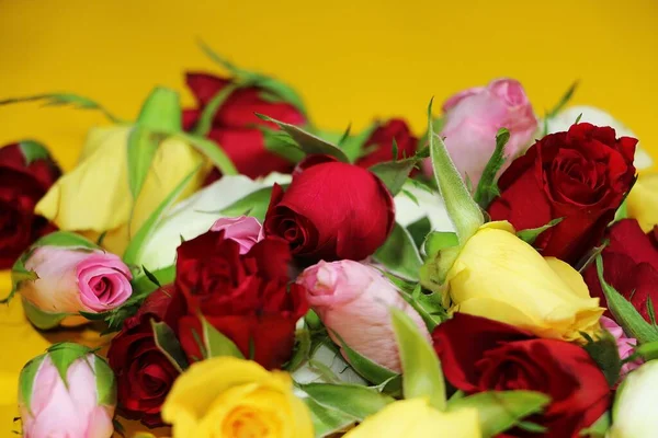 Schöne Bunte Köpfe Verschiedener Rosen Mit Gelbem Hintergrund — Stockfoto