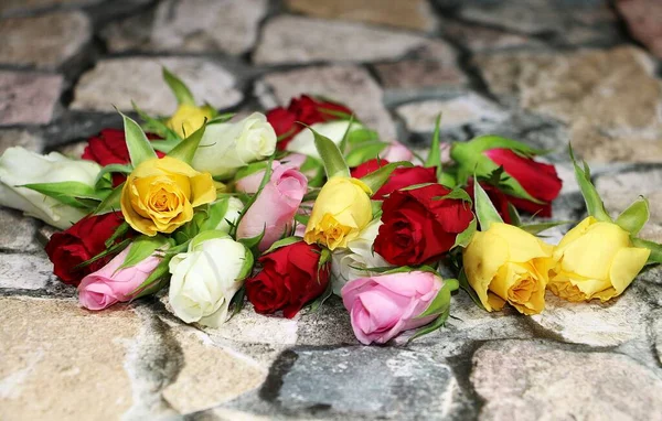 Schöne Bunte Köpfe Verschiedener Rosen Liegen Auf Einer Steinernen Mauer — Stockfoto