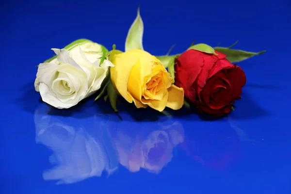 三朵五颜六色的玫瑰躺在一块蓝色的地上 — 图库照片