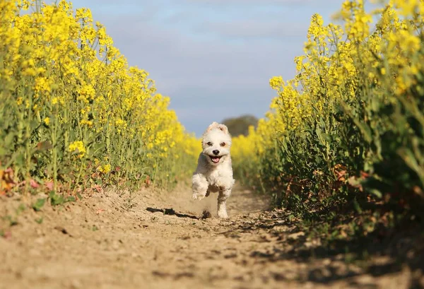 Mooie Kleine Havanezer Hond Veel Plezier Hardlopen Een Prachtig Geel — Stockfoto