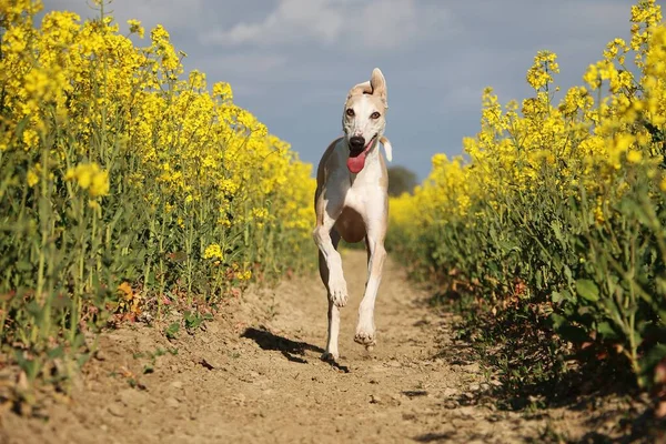 Hermoso Galgo Divertido Ejecuta Campo Semillas Colza Amarilla — Foto de Stock