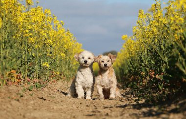 İki güzel küçük köpek sarı bir tecavüz tohumları tarlasında oturuyor.