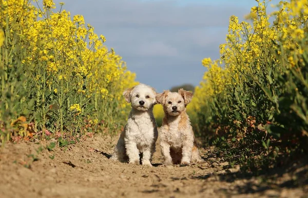 Zwei Schöne Kleine Hunde Sitzen Einem Gelben Rapsfeld — Stockfoto