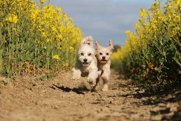 Zwei Lustige Kleine Hunde Rennen Einem Gelben Rapsfeld — Stockfoto