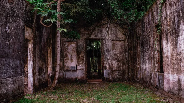 Amazon Ormanı Terk Edilmiş Evde Telifsiz Stok Fotoğraflar