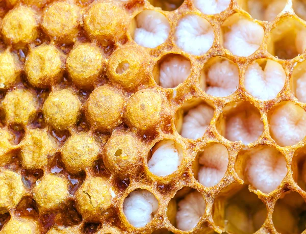 Verdadera Larva Abejas Honeycomb Tema Temático — Foto de Stock