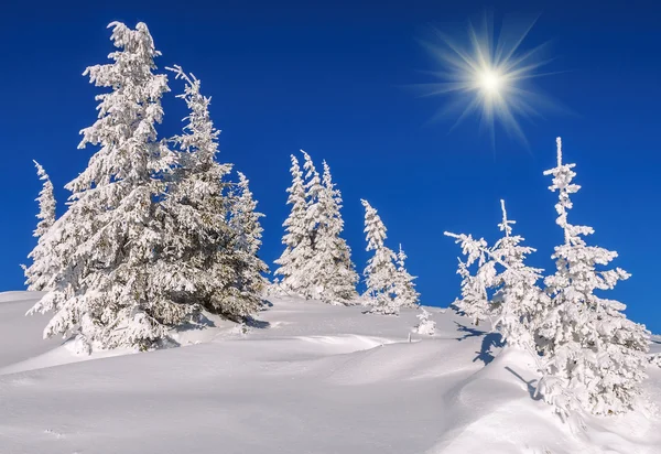 蓝天下喀尔巴阡山脉白雪覆盖的冷杉 冬季主题 — 图库照片