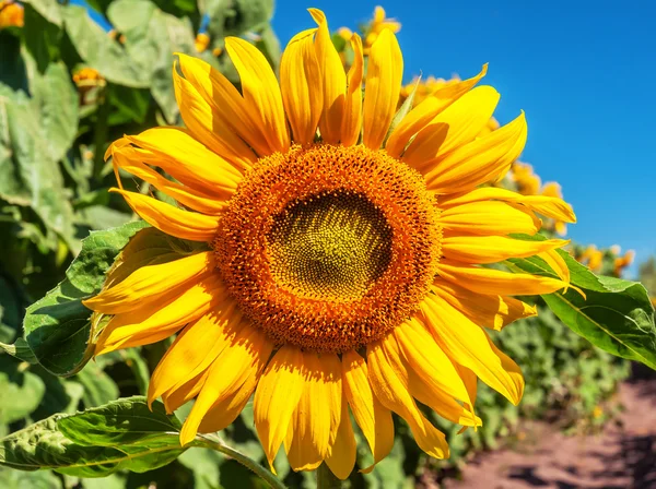Krásné Svěží Slunečnice Poli Letní Motiv — Stock fotografie