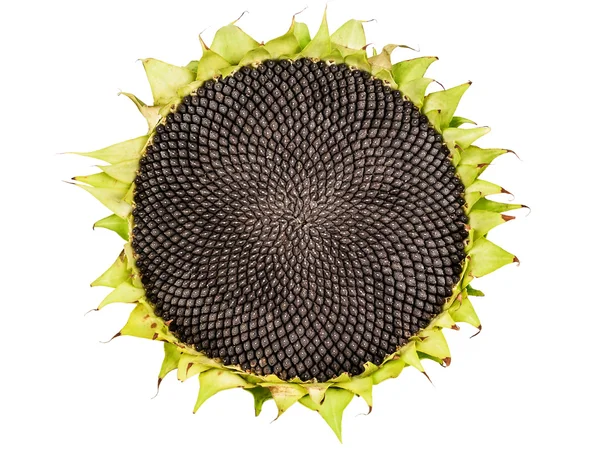 Girasol Maduro Con Semillas Fondo Blanco — Foto de Stock