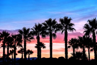 Palmiye ağaçlarının siluetleri ve güzel günbatımı
