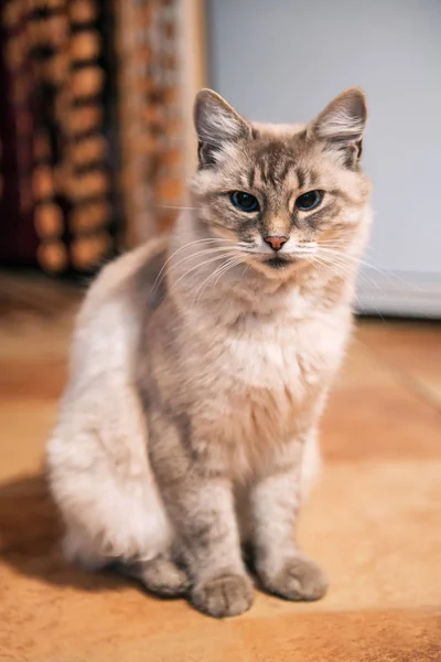 Retrato Del Hermoso Gato Beige Siamés —  Fotos de Stock