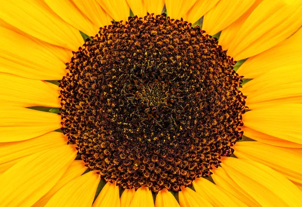 Weelderige Gele Zonnebloem Als Textuur — Stockfoto