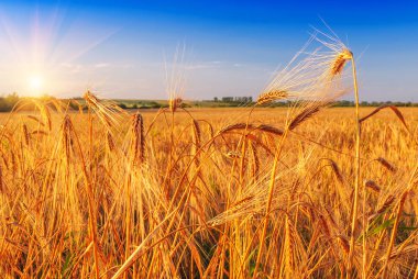 Olgun çavdar tarlaları gün batımında