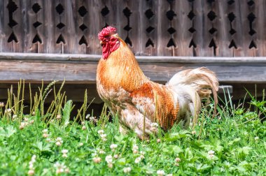 Yeşil çimlerde yaşayan güzel bir horoz