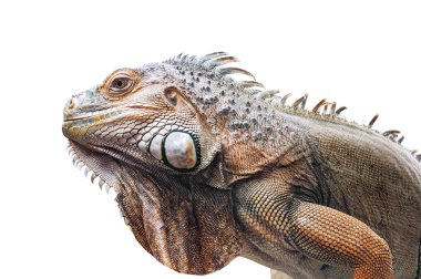 Canlı iguana beyaz üzerine izole