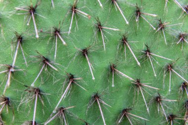 Keskin dikenli kaktüs dokusu gibi