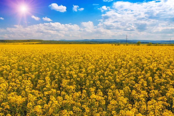 Krásné Žluté Pole Znásilnění Modrá Obloha Sluncem Mraky — Stock fotografie