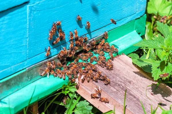 蜂群离开蜂窝 4月主题 — 图库照片