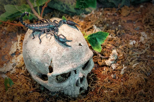 Черный Ядовитый Скорпион Человеческом Черепе — стоковое фото