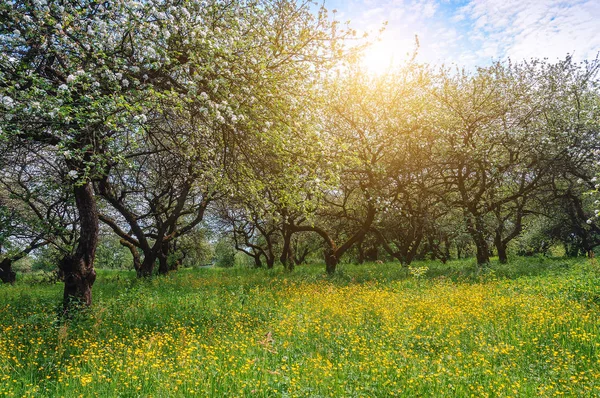 リンゴの庭を咲かせ 春のテーマ — ストック写真