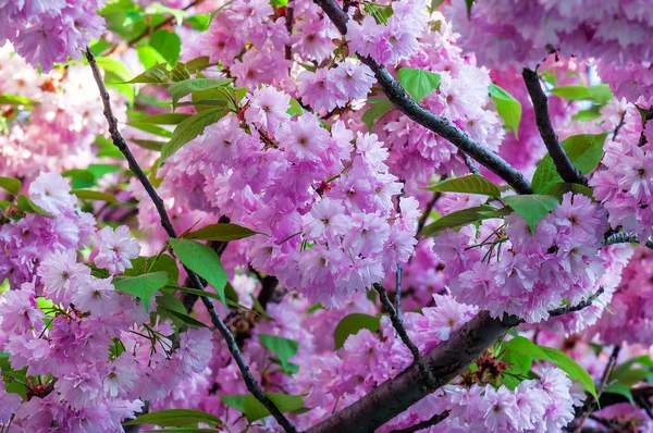 Kwiat Kwiaty Drzewa Sakura Jako Tekstury Temat Wiosny — Zdjęcie stockowe