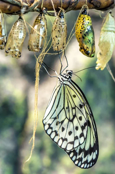 Mariposa Viva Costillas Pupa Colgando Sobre Una Ramita — Foto de Stock