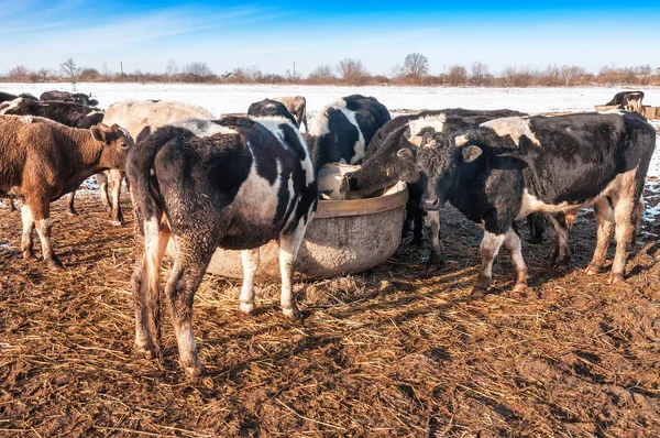 cows at the trough with food on the farm in winter