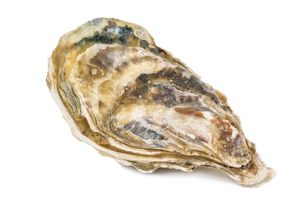 หอยนางรมป ดอร อยบนพ นหล ขาว — ภาพถ่ายสต็อก