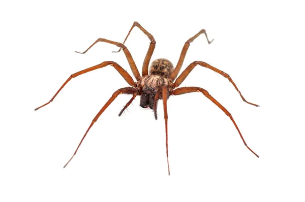 Terrible House Spider White Background — Stock Photo, Image