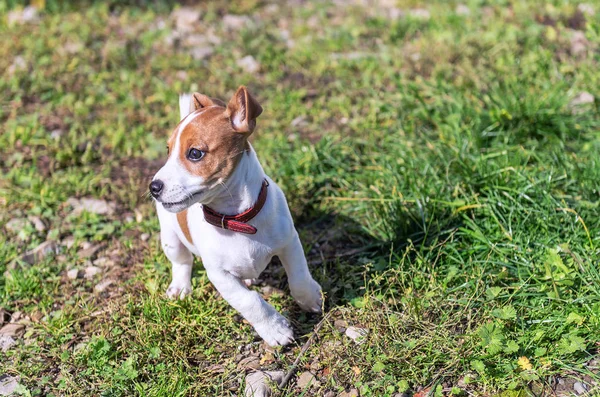 ジャック ラッセル子犬遊びますオン緑の草 — ストック写真