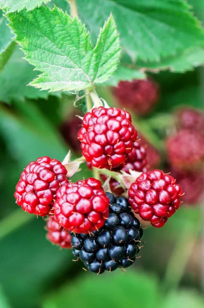 Saftige Süße Brombeere Auf Zweig — Stockfoto