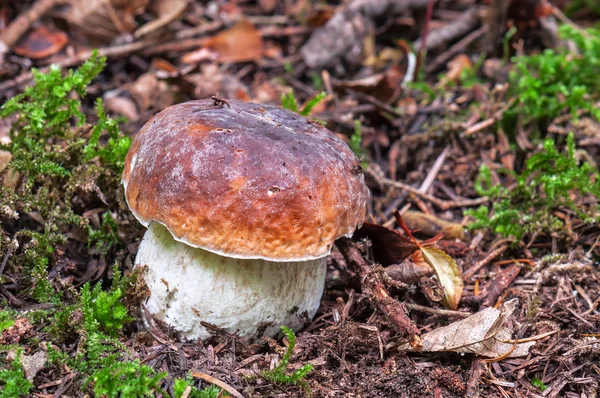 Fungo Grezzo Cep Nella Foresta — Foto Stock