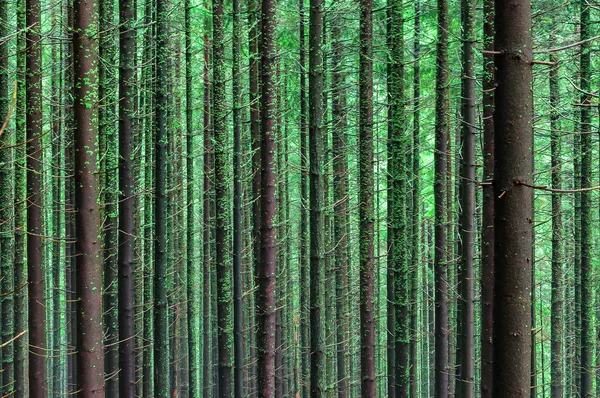 Nadelbaum Wald Als Textur Tapete — Stockfoto
