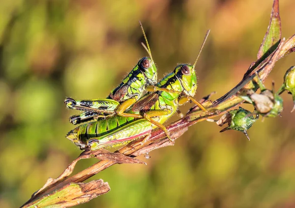 Two Green Grasshoppers Crickets Make Love Twig — Stock Photo, Image