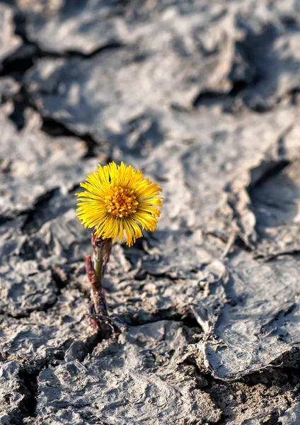 Amarelo Coltsfoot Flor Seco Rachado Solo — Fotografia de Stock