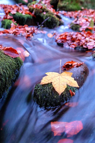 Yellow Maple Leaf Stone Forest Stream Flow — Stock Photo, Image