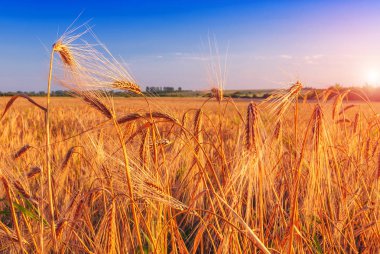günbatımı kulaklara olgun çavdar (buğday) alanı