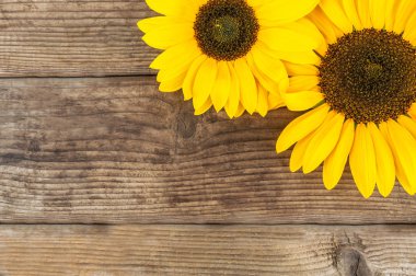 ahşap arka plan üzerinde iki yemyeşil ayçiçeği