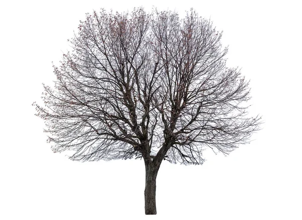 Bare Linden Tree Isolated White — Stock Photo, Image