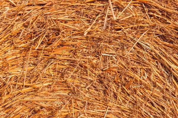 Dry Straw Hay Texture — Stock Photo, Image