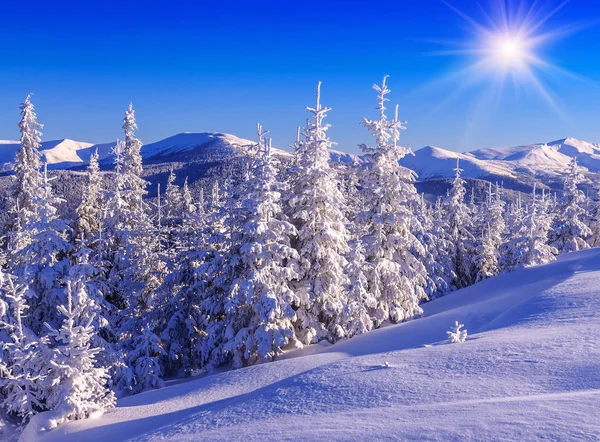 在蓝天和阳光下 冬季的高山上 积雪覆盖着冷杉 — 图库照片