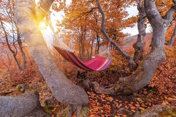 Rote Hängematte Herbstbaum — Stockfoto