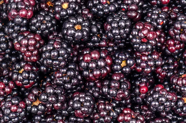 Ripe Juicy Blackberries Texture — Stock Photo, Image